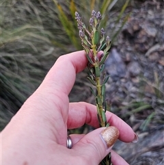 Comesperma ericinum at Captains Flat, NSW - 13 Sep 2024 05:35 PM