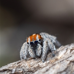 Maratus calcitrans (Kicking peacock spider) at Denman Prospect, ACT - 13 Sep 2024 by amiessmacro