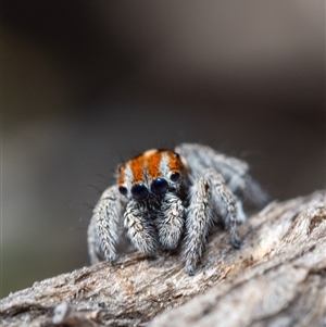 Maratus calcitrans at Denman Prospect, ACT - 13 Sep 2024