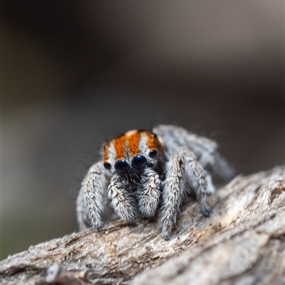 Maratus calcitrans (Kicking peacock spider) at Denman Prospect, ACT - 13 Sep 2024 by amiessmacro