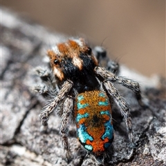 Maratus calcitrans at Denman Prospect, ACT - suppressed