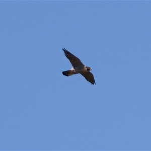 Falco peregrinus at Strathnairn, ACT - 8 Jan 2023