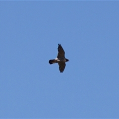 Falco peregrinus at Strathnairn, ACT - 8 Jan 2023