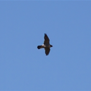 Falco peregrinus at Strathnairn, ACT - 8 Jan 2023