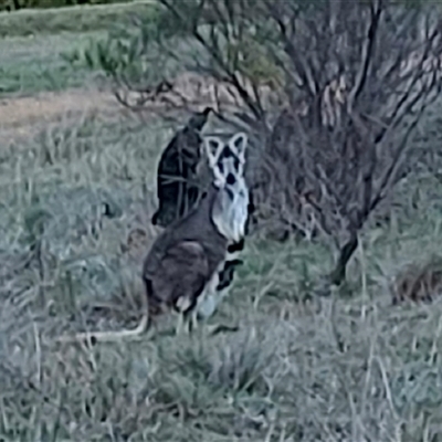 Osphranter robustus robustus (Eastern Wallaroo) at Lyons, ACT - 13 Sep 2024 by John.Butcher