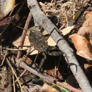 Laccotrephes tristis at Currowan, NSW - 10 Sep 2024 10:40 AM