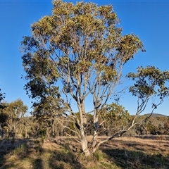 Eucalyptus amplifolia subsp. amplifolia at Gundary, NSW - 13 Sep 2024 by trevorpreston