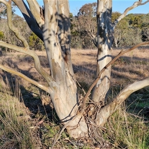 Eucalyptus amplifolia subsp. amplifolia at Gundary, NSW - 13 Sep 2024 04:49 PM