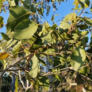 Eucalyptus amplifolia subsp. amplifolia at Gundary, NSW - 13 Sep 2024 04:49 PM