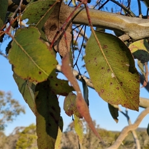 Eucalyptus amplifolia subsp. amplifolia at Gundary, NSW - 13 Sep 2024 04:49 PM