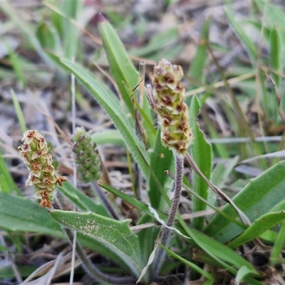 Plantago varia (Native Plaintain) at Gundary, NSW - 13 Sep 2024 by trevorpreston