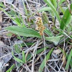 Plantago varia at Gundary, NSW - 13 Sep 2024