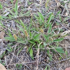 Plantago varia at Gundary, NSW - 13 Sep 2024