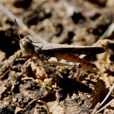 Austroicetes pusilla (Grasshopper, Locust) at Strathnairn, ACT - 8 Jan 2023 by KorinneM