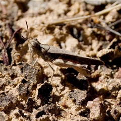 Austroicetes pusilla at Strathnairn, ACT - 8 Jan 2023