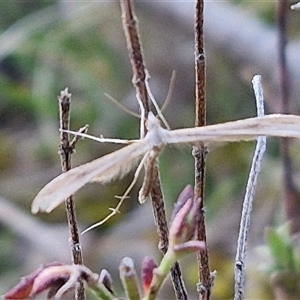 Stenoptilia zophodactylus at Gundary, NSW - 13 Sep 2024