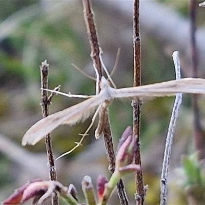 Stenoptilia zophodactylus (Dowdy Plume Moth) at Gundary, NSW - 13 Sep 2024 by trevorpreston