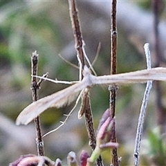 Stenoptilia zophodactylus at Gundary, NSW - 13 Sep 2024