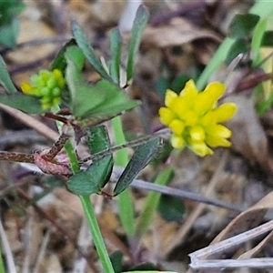 Trifolium dubium at Gundary, NSW - 13 Sep 2024