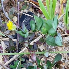 Trifolium dubium at Gundary, NSW - 13 Sep 2024