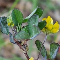 Trifolium dubium at Gundary, NSW - 13 Sep 2024