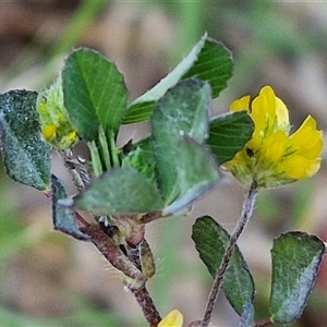 Trifolium dubium at Gundary, NSW - 13 Sep 2024 04:42 PM