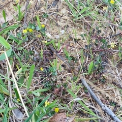 Trifolium dubium at Gundary, NSW - 13 Sep 2024