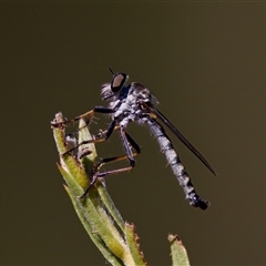 Cerdistus sp. (genus) (Slender Robber Fly) at Strathnairn, ACT - 8 Jan 2023 by KorinneM