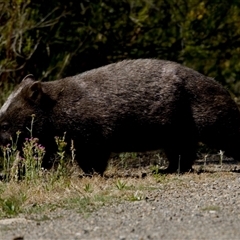 Vombatus ursinus (Common wombat, Bare-nosed Wombat) at Strathnairn, ACT - 8 Jan 2023 by KorinneM