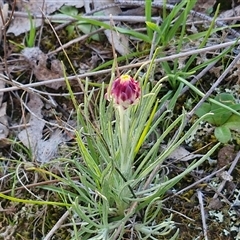 Leucochrysum albicans subsp. tricolor at Gundary, NSW - 13 Sep 2024 04:38 PM