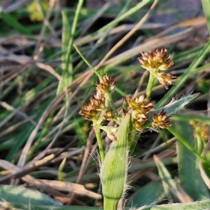 Luzula meridionalis at Gundary, NSW - 13 Sep 2024