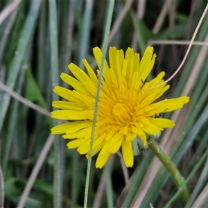 Taraxacum sect. Taraxacum at Gundary, NSW - 13 Sep 2024 04:36 PM