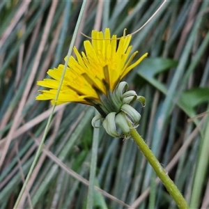 Taraxacum sect. Taraxacum at Gundary, NSW - 13 Sep 2024 04:36 PM