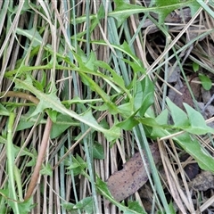 Taraxacum sect. Taraxacum at Gundary, NSW - 13 Sep 2024 04:36 PM