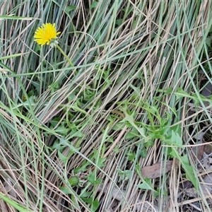 Taraxacum sect. Taraxacum at Gundary, NSW - 13 Sep 2024 04:36 PM