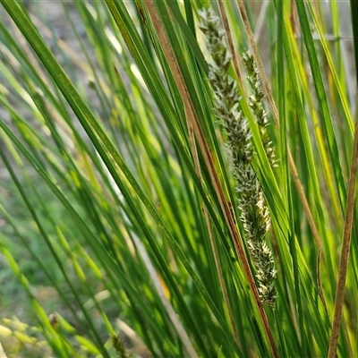 Carex appressa (Tall Sedge) at Gundary, NSW - 13 Sep 2024 by trevorpreston