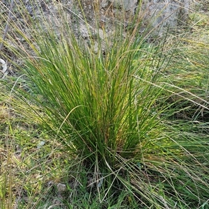 Carex appressa at Gundary, NSW - 13 Sep 2024 04:35 PM