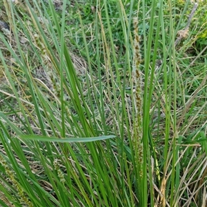 Carex appressa at Gundary, NSW - 13 Sep 2024 04:35 PM