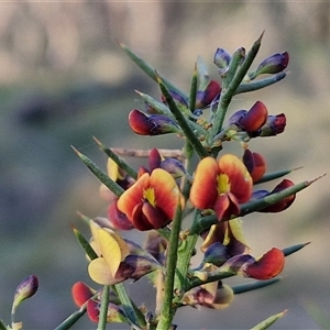 Daviesia genistifolia at Gundary, NSW - 13 Sep 2024