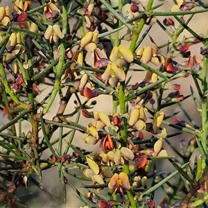 Daviesia genistifolia at Gundary, NSW - 13 Sep 2024