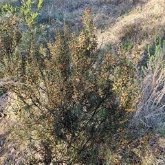 Daviesia genistifolia at Gundary, NSW - 13 Sep 2024