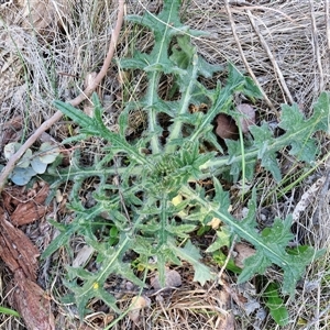 Cirsium vulgare at Gundary, NSW - 13 Sep 2024