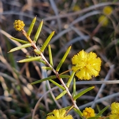 Acacia brownii (Heath Wattle) at Gundary, NSW - 13 Sep 2024 by trevorpreston