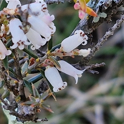 Lissanthe strigosa subsp. subulata (Peach Heath) at Gundary, NSW - 13 Sep 2024 by trevorpreston