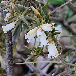 Lissanthe strigosa subsp. subulata at Gundary, NSW - 13 Sep 2024