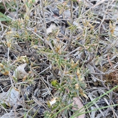 Lissanthe strigosa subsp. subulata at Gundary, NSW - 13 Sep 2024