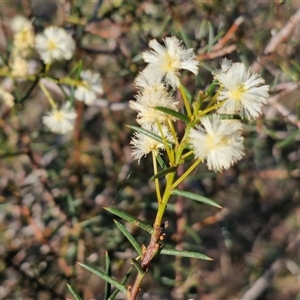 Acacia genistifolia at Gundary, NSW - 13 Sep 2024