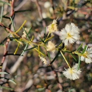 Acacia genistifolia at Gundary, NSW - 13 Sep 2024