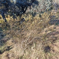 Acacia genistifolia at Gundary, NSW - 13 Sep 2024