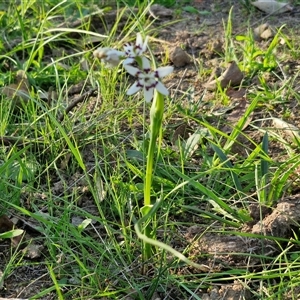 Wurmbea dioica subsp. dioica at Gundary, NSW - 13 Sep 2024